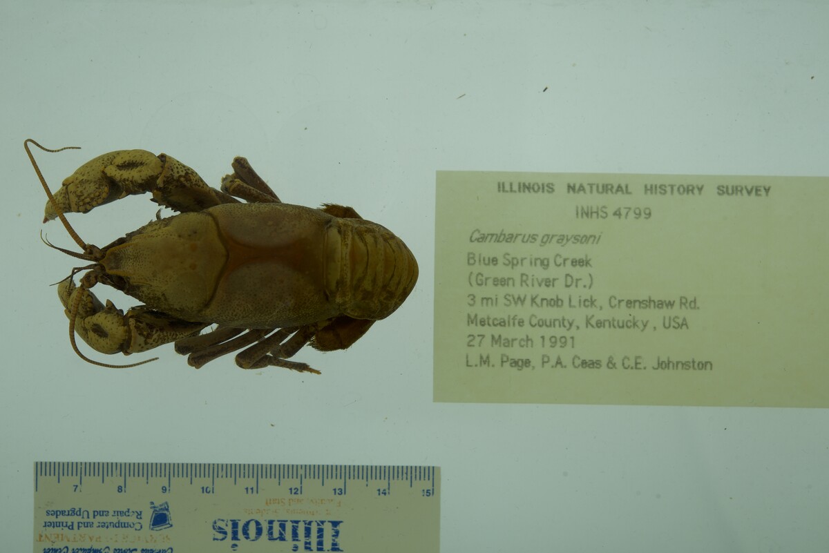 Cambarus graysoni image